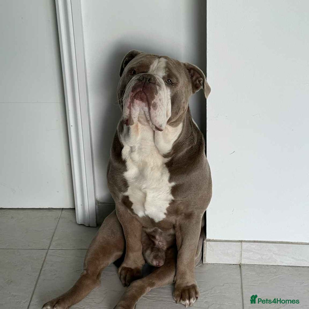 Olde English Bulldogge dogs for sale: Old English bulldoggee - Image 1