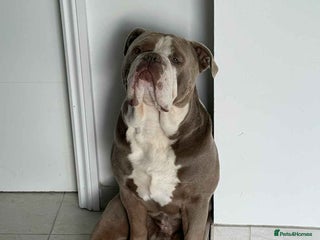 Olde English Bulldogge dogs Old English bulldoggee - Advert 2