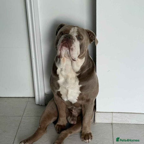 Olde English Bulldogge dogs Old English bulldoggee - Advert 1