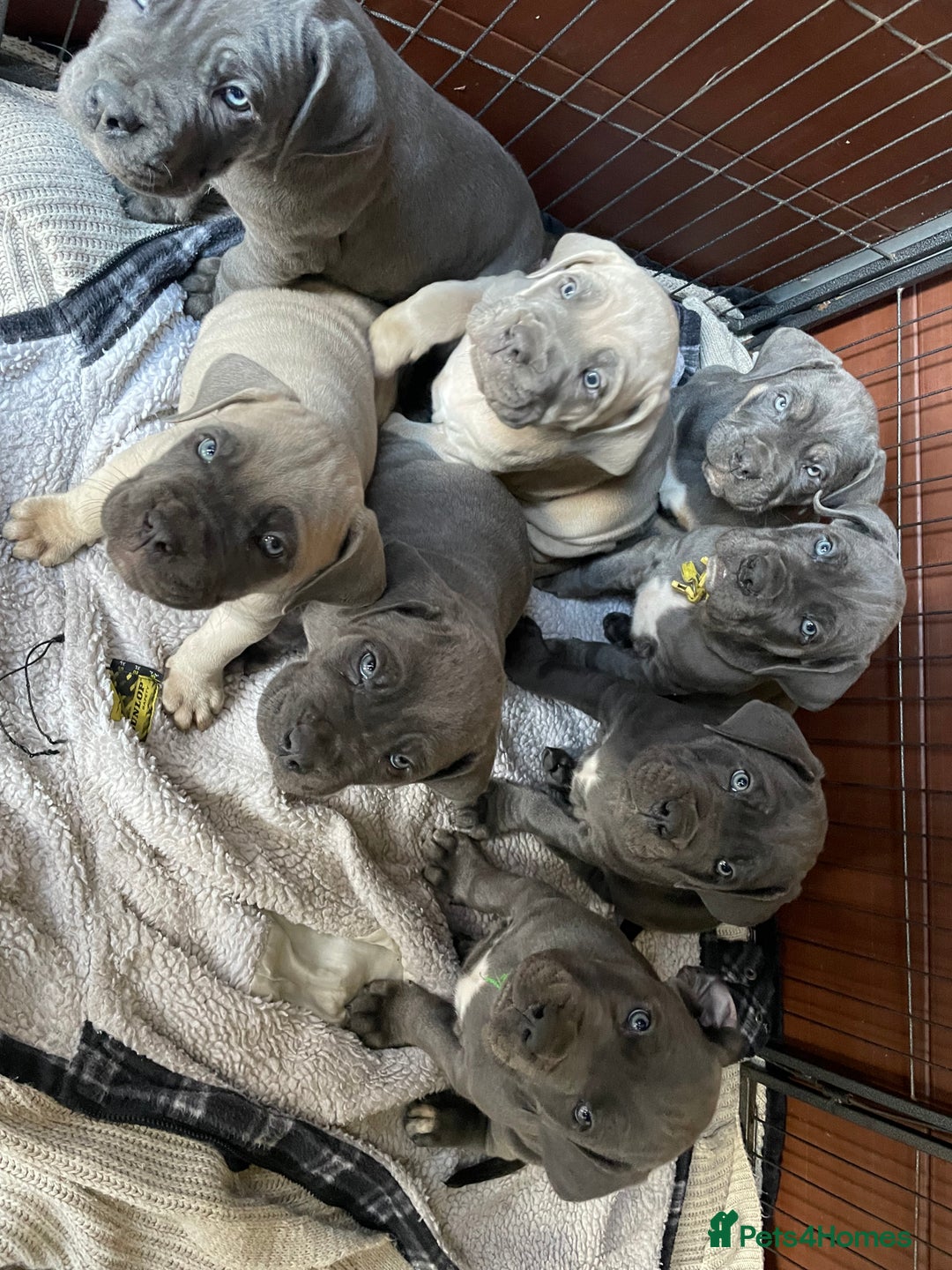 Cane Corso dogs for sale: CANE CORSO TOP QUALITY STRAJANO BLOODLINE FERMINTO - Advert 13