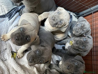 Cane Corso dogs CANE CORSO TOP QUALITY STRAJANO BLOODLINE FERMINTO - Advert 8