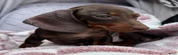 Miniature Dachshund dogs for sale: ❤️🐾 Adorable Miniature Dachshunds 🐾❤️ - Advert 6