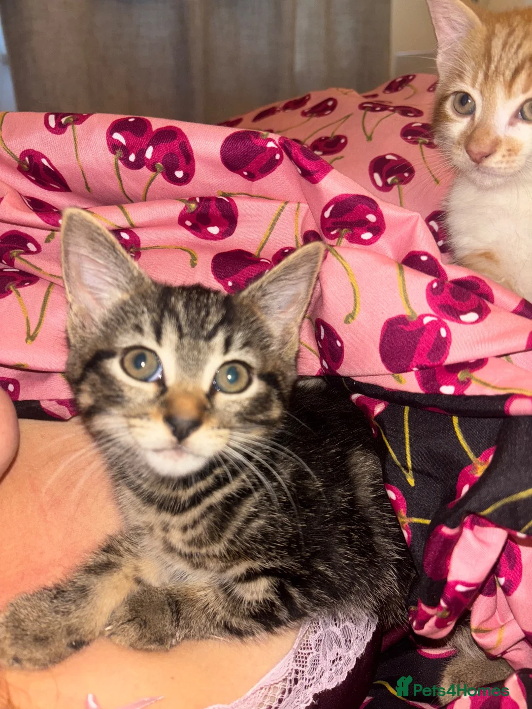 Mixed Breed cats for sale: Tabby girl in Saint Leonards-on-sea - Advert 3