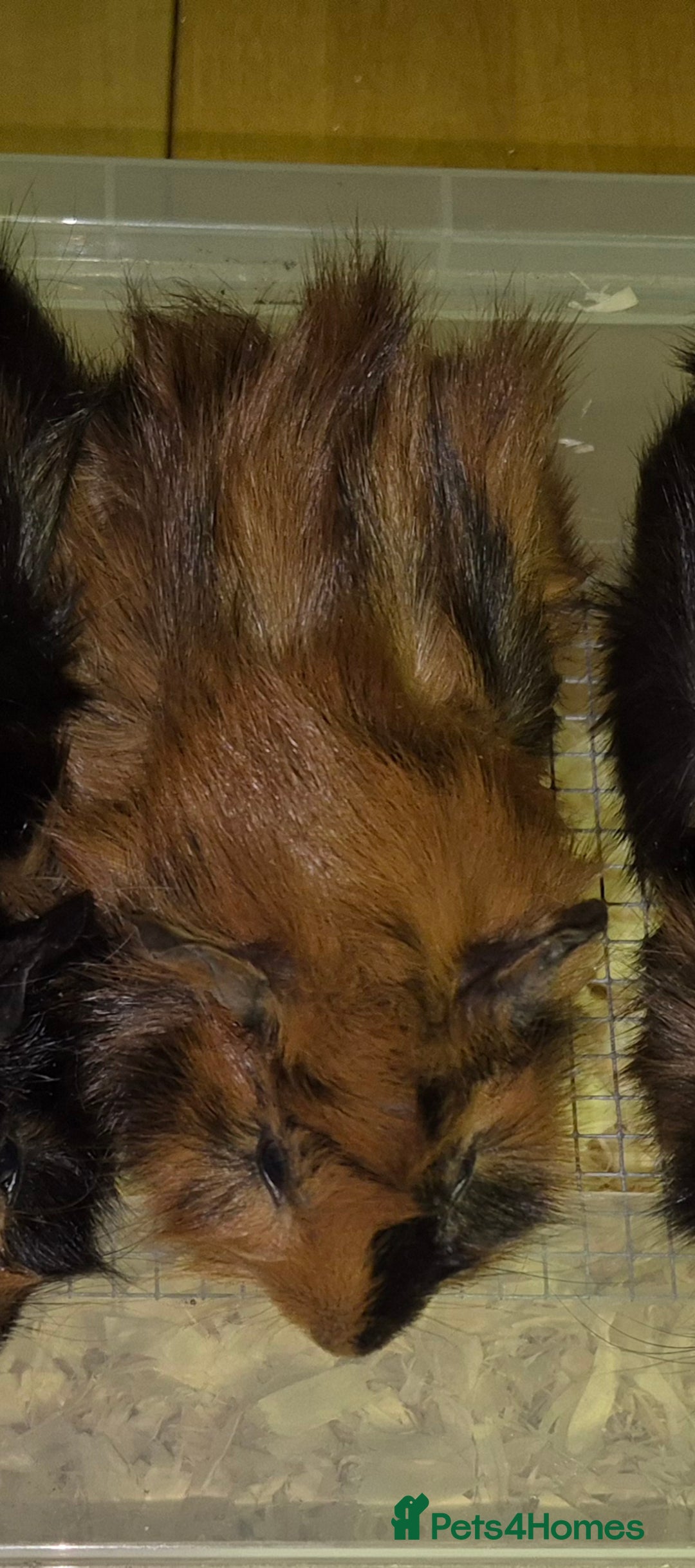 Guinea Pig rodents for sale: 1 PAIR LEFT. Gorgeous baby Abyssinian guinea pigs - Advert 5