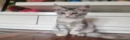 Maine Coon cats for sale: Beautiful Maine Coon Kittens READY TO LEAVE - Advert 2
