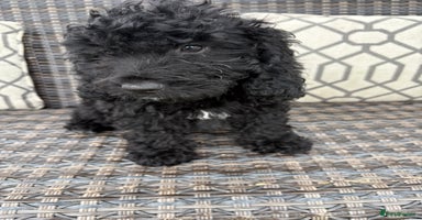 Cockapoo dogs - Advert 12