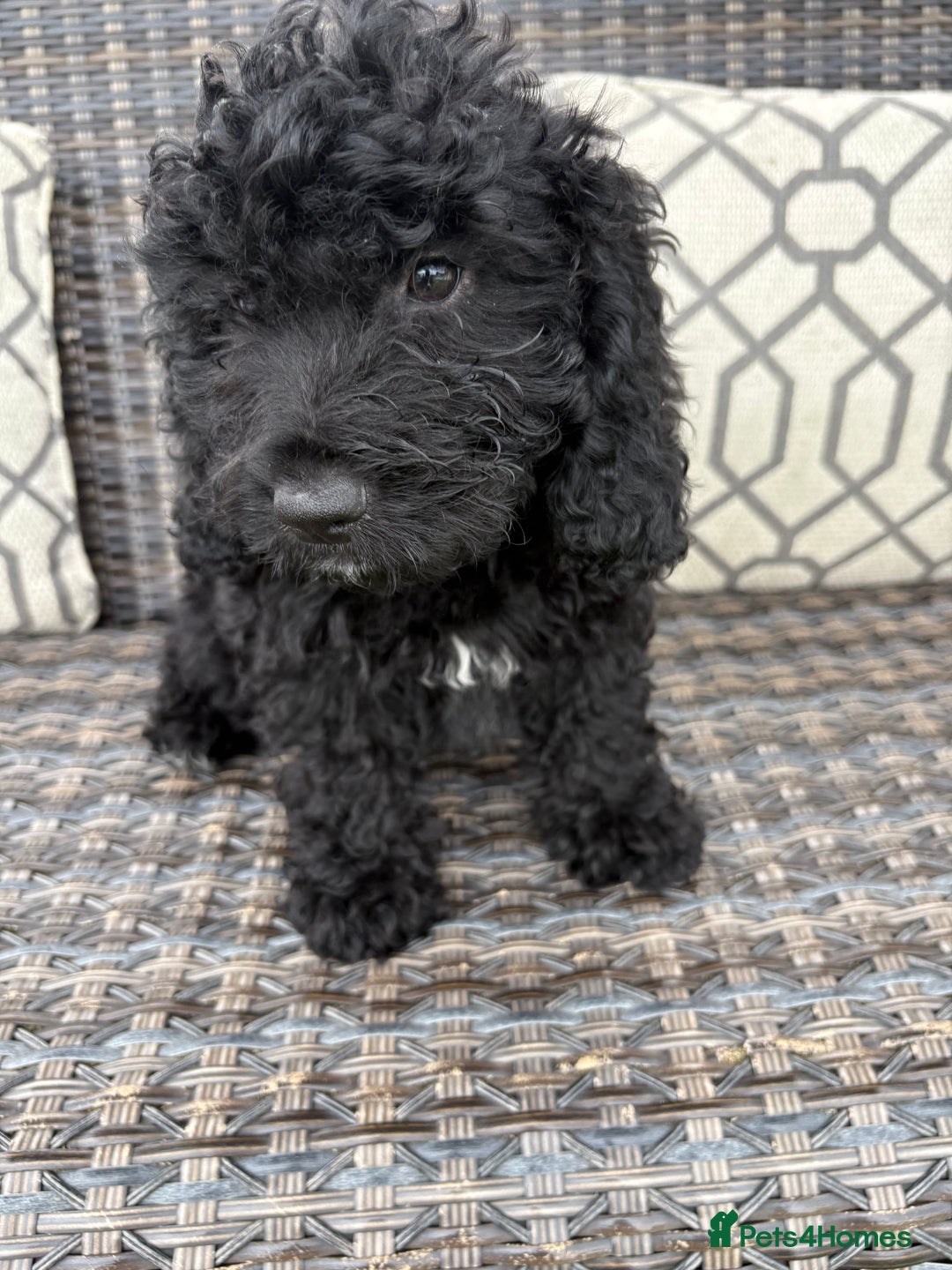 Cockapoo dogs for sale: 🐾STUNNING COCKERPOO F1 health tested parents 🐾 - Image 2