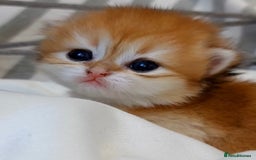 British Shorthair cats for sale: ✨Exclusive Show Quality Golden BSH/BLH babies 🦁  - Image 1