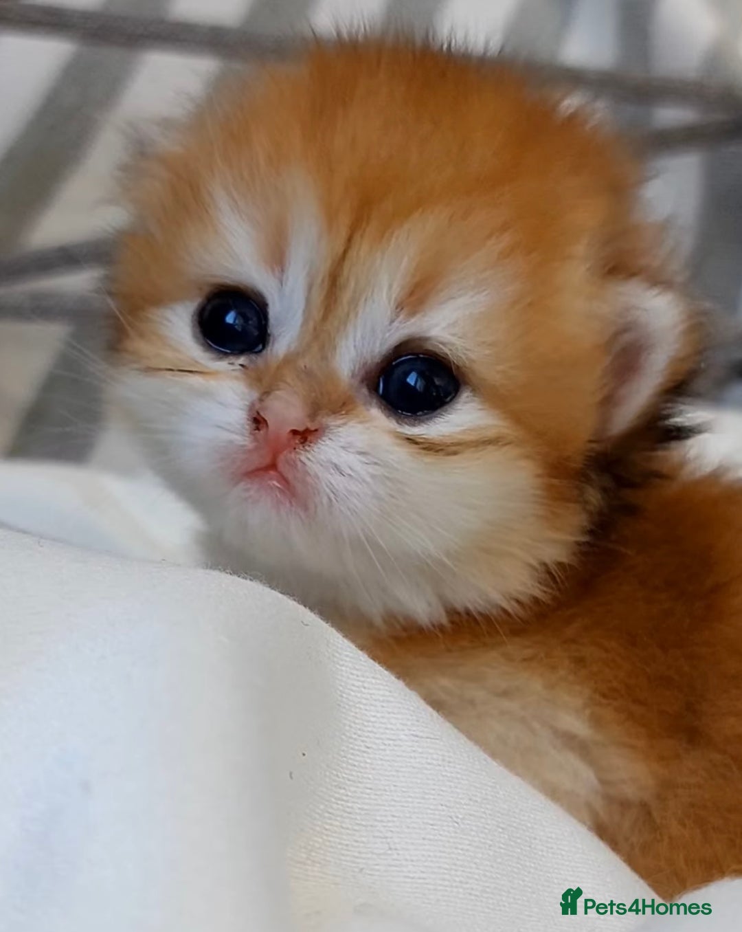 British Shorthair cats for sale: ✨Exclusive Show Quality Golden BSH/BLH babies 🦁  - Image 1