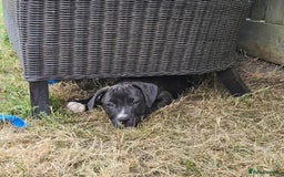 Mixed Breed dogs for sale: Staff x American Mastiff in Chelmsford - Image 31