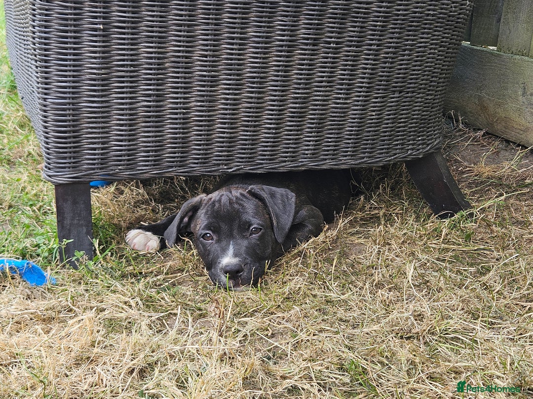 Mixed Breed dogs for sale: Staff x American Mastiff in Chelmsford - Image 31