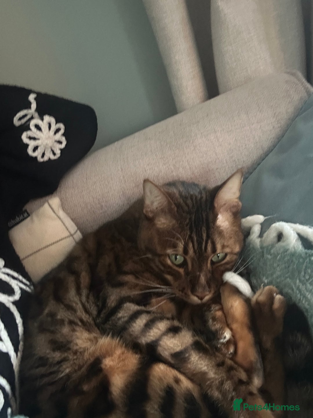 Bengal cats for sale: 5 year old male bengal cat.  - Advert 2