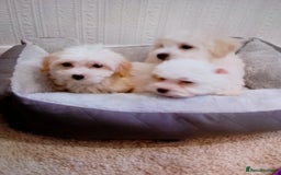 Maltipoo dogs for sale: Maltipoo puppies boy and girl available  - Image 1