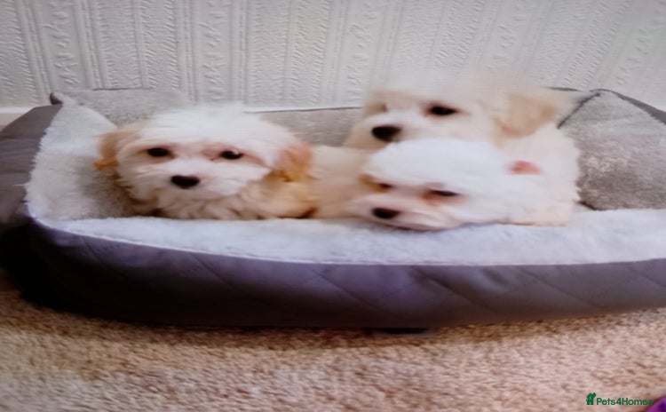 Maltipoo dogs - Advert 1