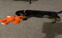 Rottweiler dogs for sale: Rottweiler puppies - Image 8