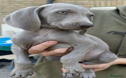 Weimaraner dogs for sale: (3 remaining!) 8 Stunning KC 🩷&💙 Weimaraner pups in Thetford - Image 23