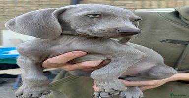 Weimaraner dogs in Thetford - Advert 13