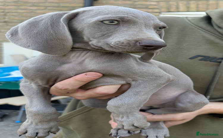 Weimaraner dogs in Thetford - Advert 2