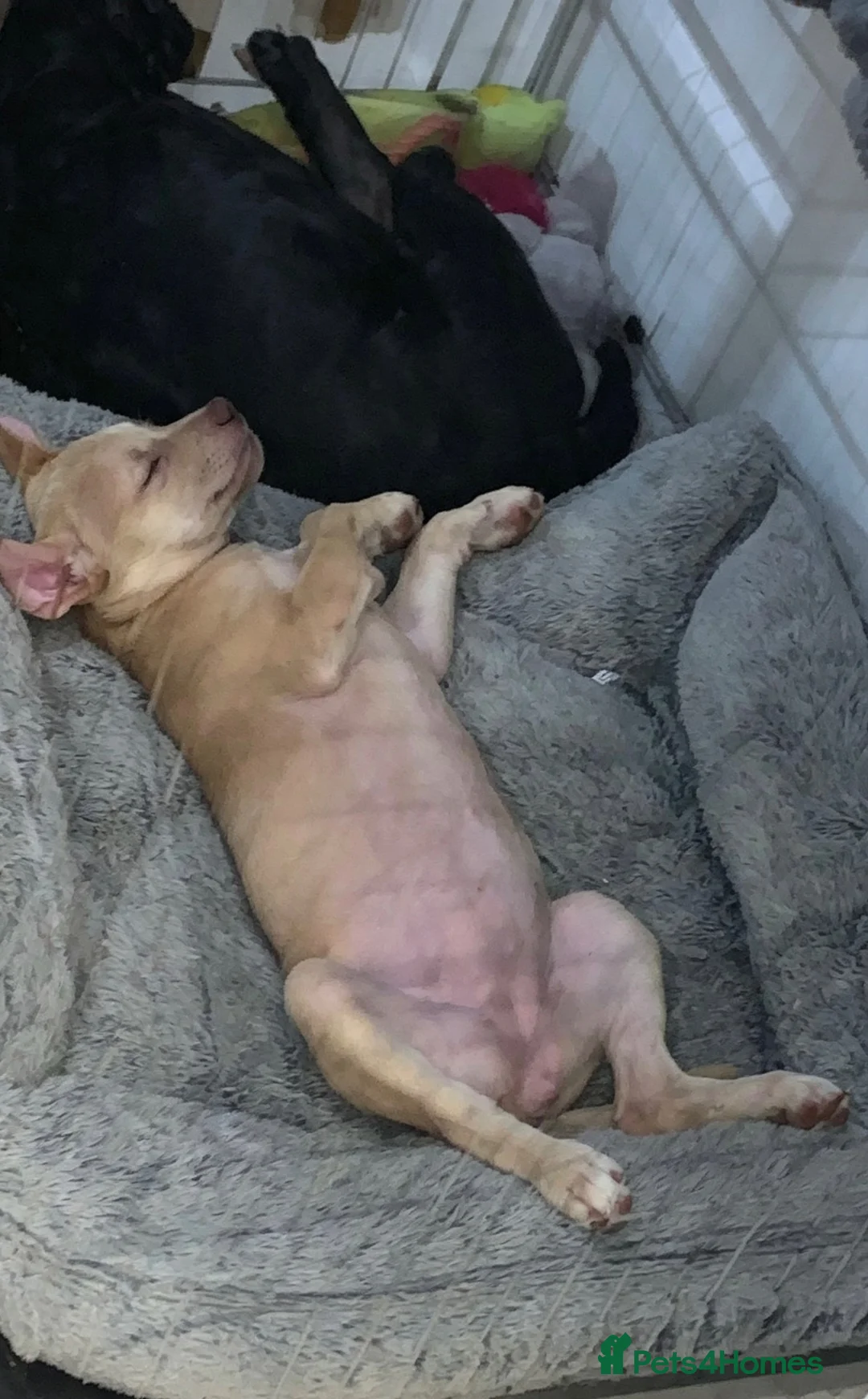Mixed Breed dogs for sale: Female dog roxy in Leeds - Advert 2