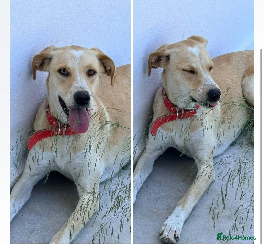 Labrador Retriever dogs for adoption: Honey - Advert 1