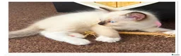 Ragdoll cats for sale: 6 cute pure breed Ragdoll kittens 2 boys 4 girls  - Advert 11