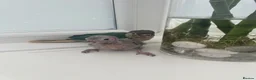 Conures birds for sale: Ready Now: Hand-Reared Baby Conures - Advert 19