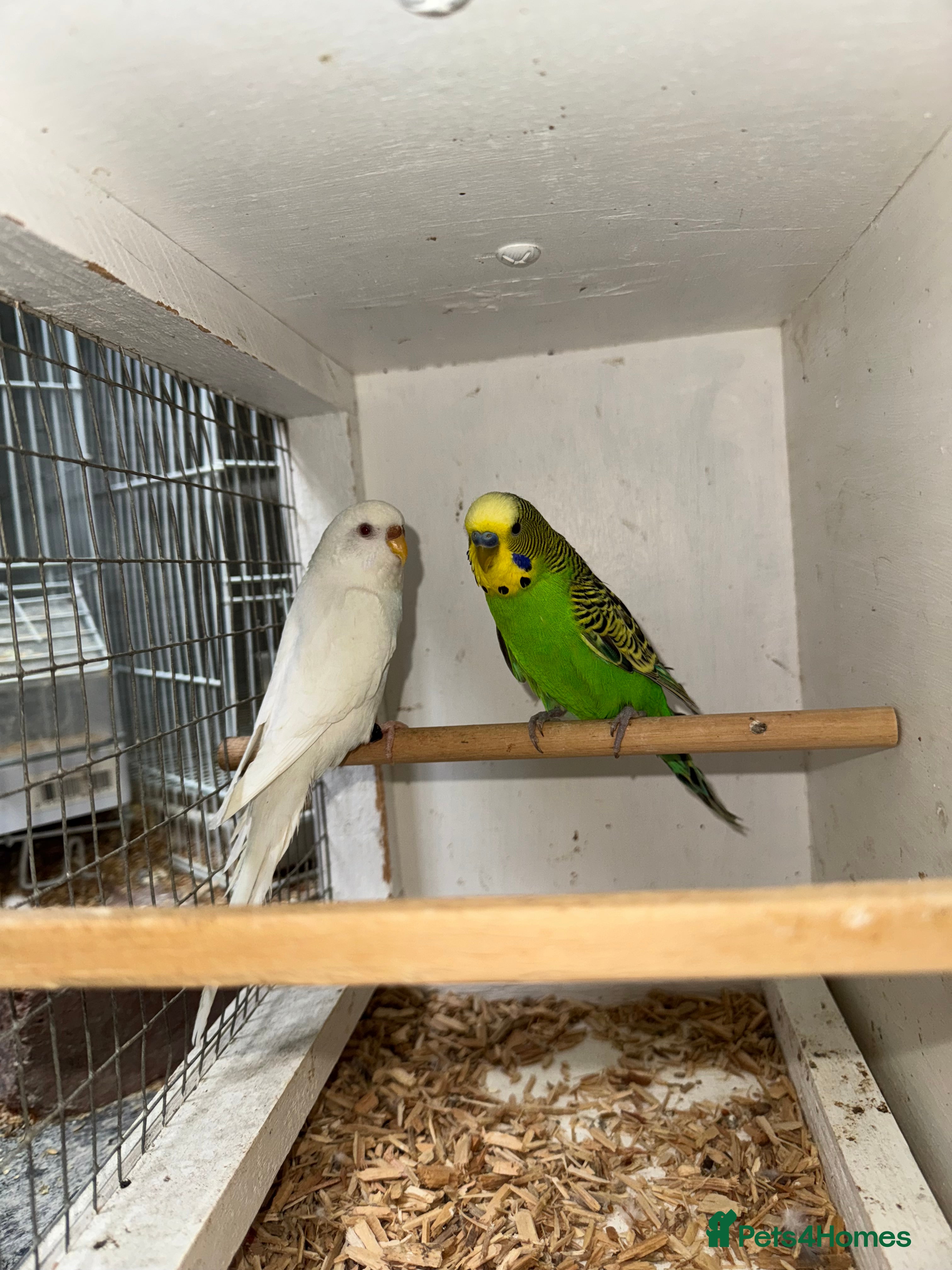 Budgerigars birds BEAUTIFUL 🤩 BUDGIES SPLIT OF BF/BW - Advert 9