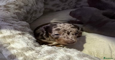 Miniature Dachshund dogs Rainbow minture Dashounds - Advert 15