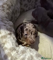 Miniature Dachshund dogs Rainbow minture Dashounds - Advert 15