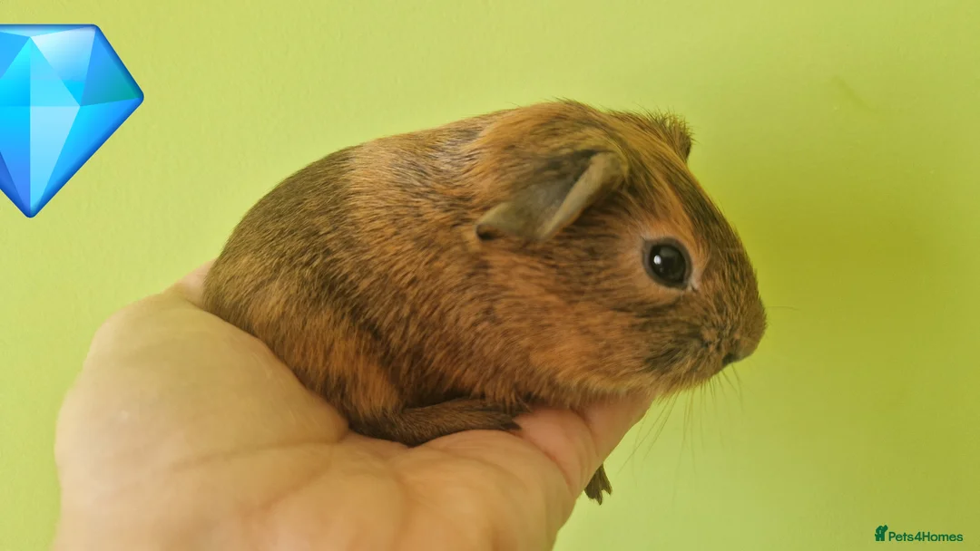 Guinea Pig rodents for sale: Teddy guinea pig - Advert 2