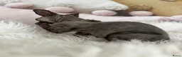 Devon Rex cats for sale:  Affectionate kittens - Advert 7