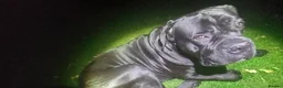 Cane Corso dogs for stud: Pure breed Cane Corso in Bristol - Advert 1