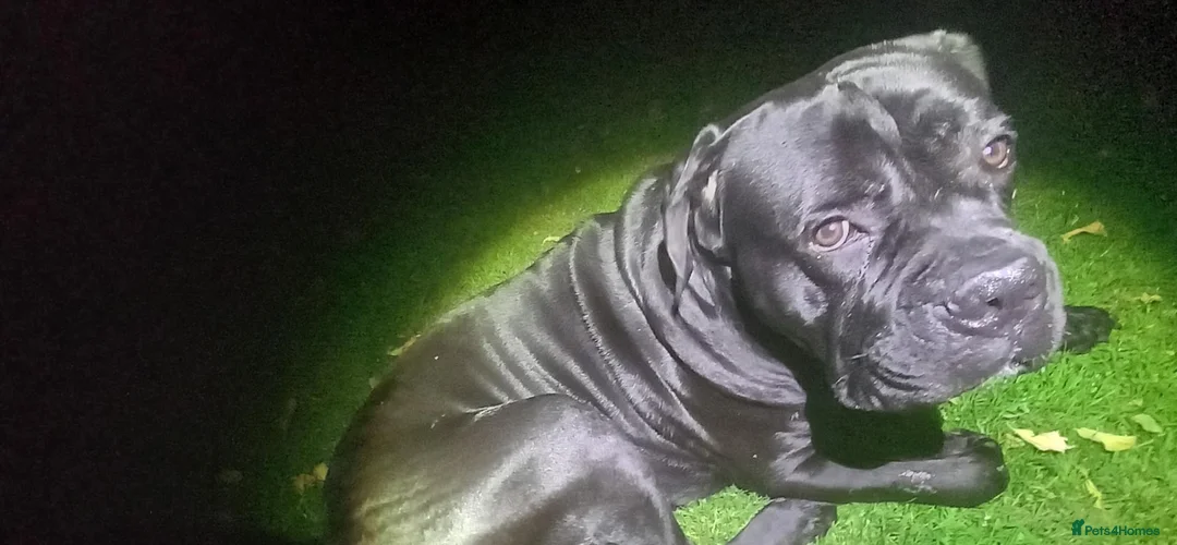 Cane Corso dogs for stud: Pure breed Cane Corso in Bristol - Advert 1