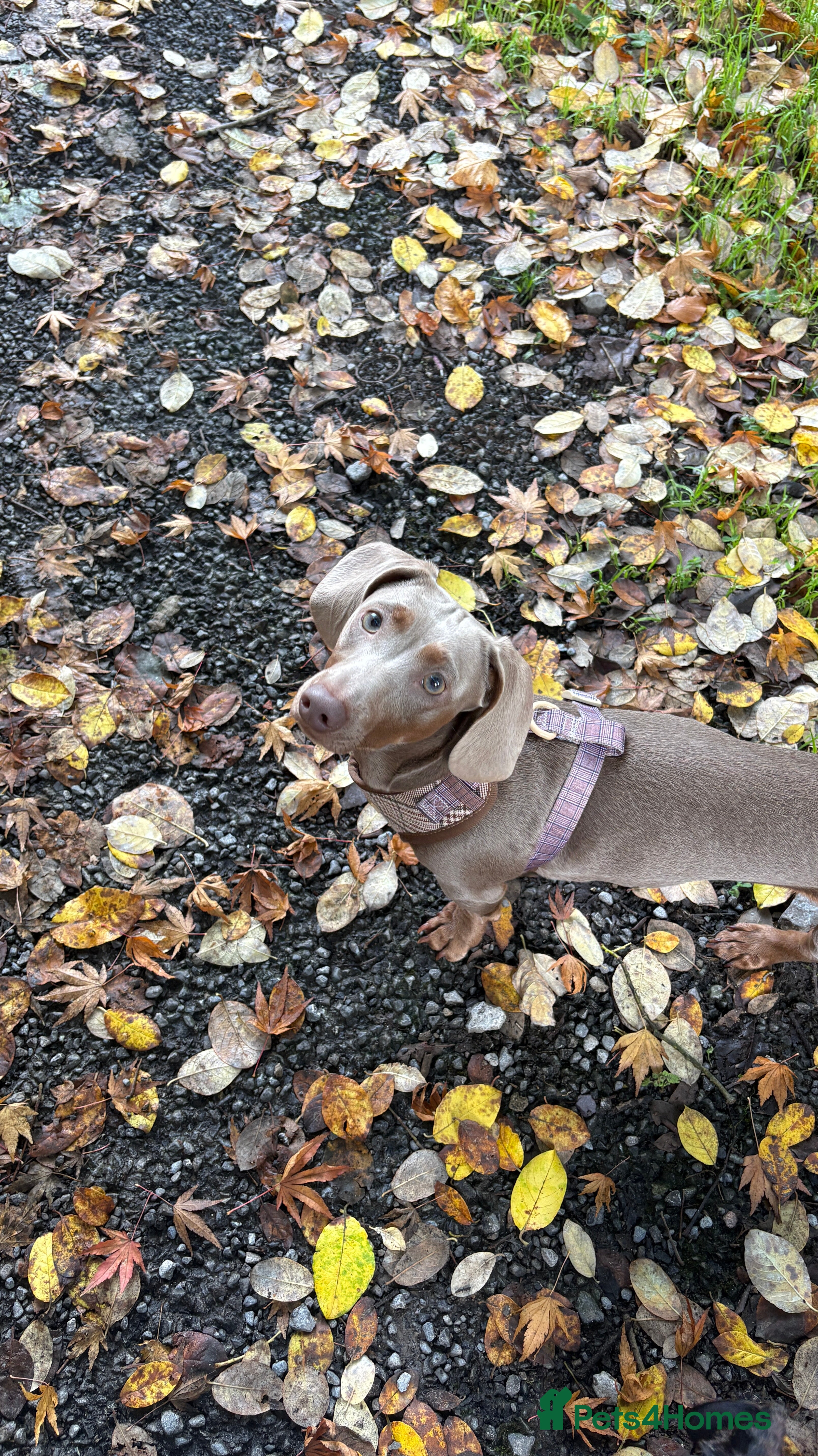 Dachshund dogs Isabella and tan STUD - Advert 4