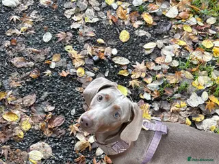 Dachshund dogs Isabella and tan STUD - Advert 4