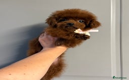 Toy Poodle dogs for sale: Asian teddy face toy poodles boys - Image 9