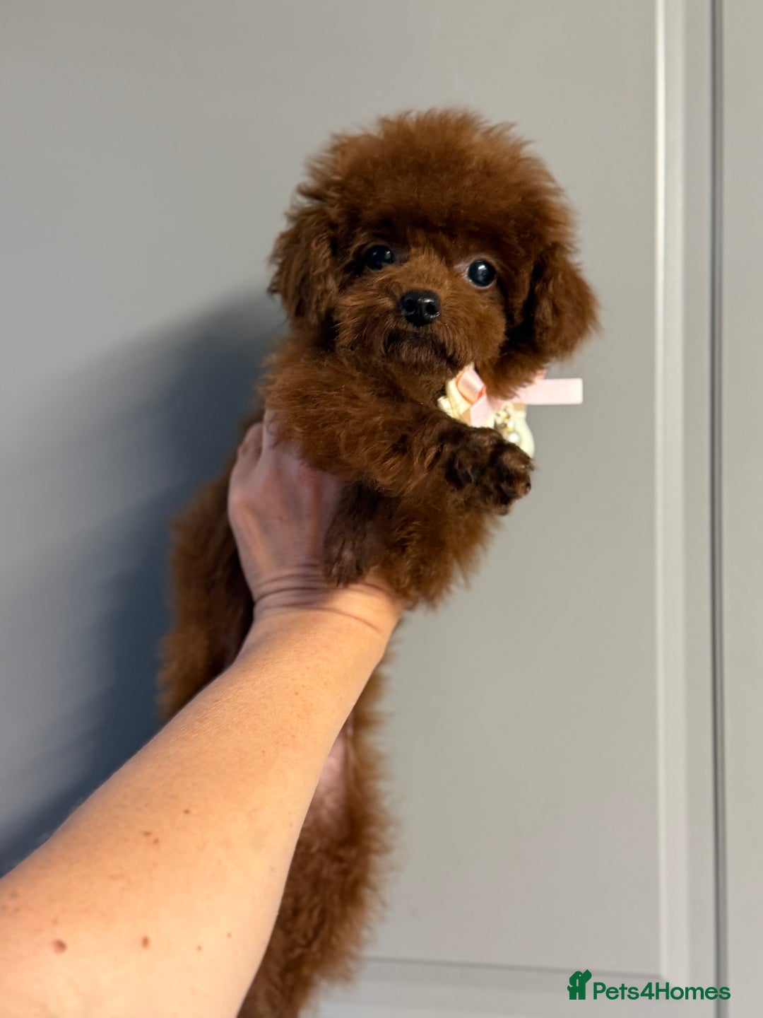 Toy Poodle dogs for sale: Asian teddy face toy poodles boys - Image 9