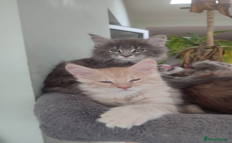 Maine Coon cats - Advert 10