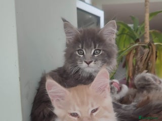 Maine Coon cats - Advert 22