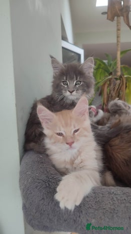 Maine Coon cats - Advert 1