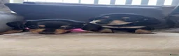 Miniature Dachshund dogs for sale: Two girl miniature daschunds - Advert 5