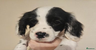 Cocker Spaniel dogs - Advert 6