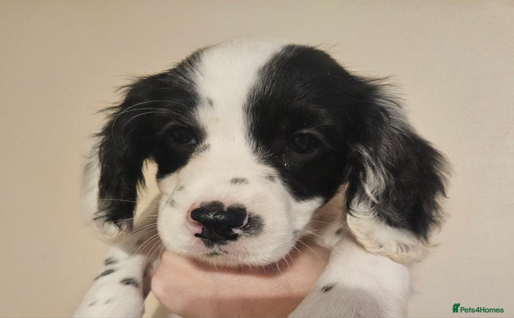 Cocker Spaniel dogs - Advert 3