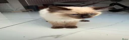 Ragdoll cats for sale: Ragdoll male kittens  - Advert 4