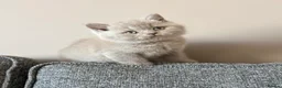 British Shorthair cats for sale: British Shorthair Boy - Advert 20