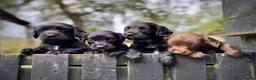 Sprocker dogs for sale: Sprocker puppies make ideal pets! - Advert 16