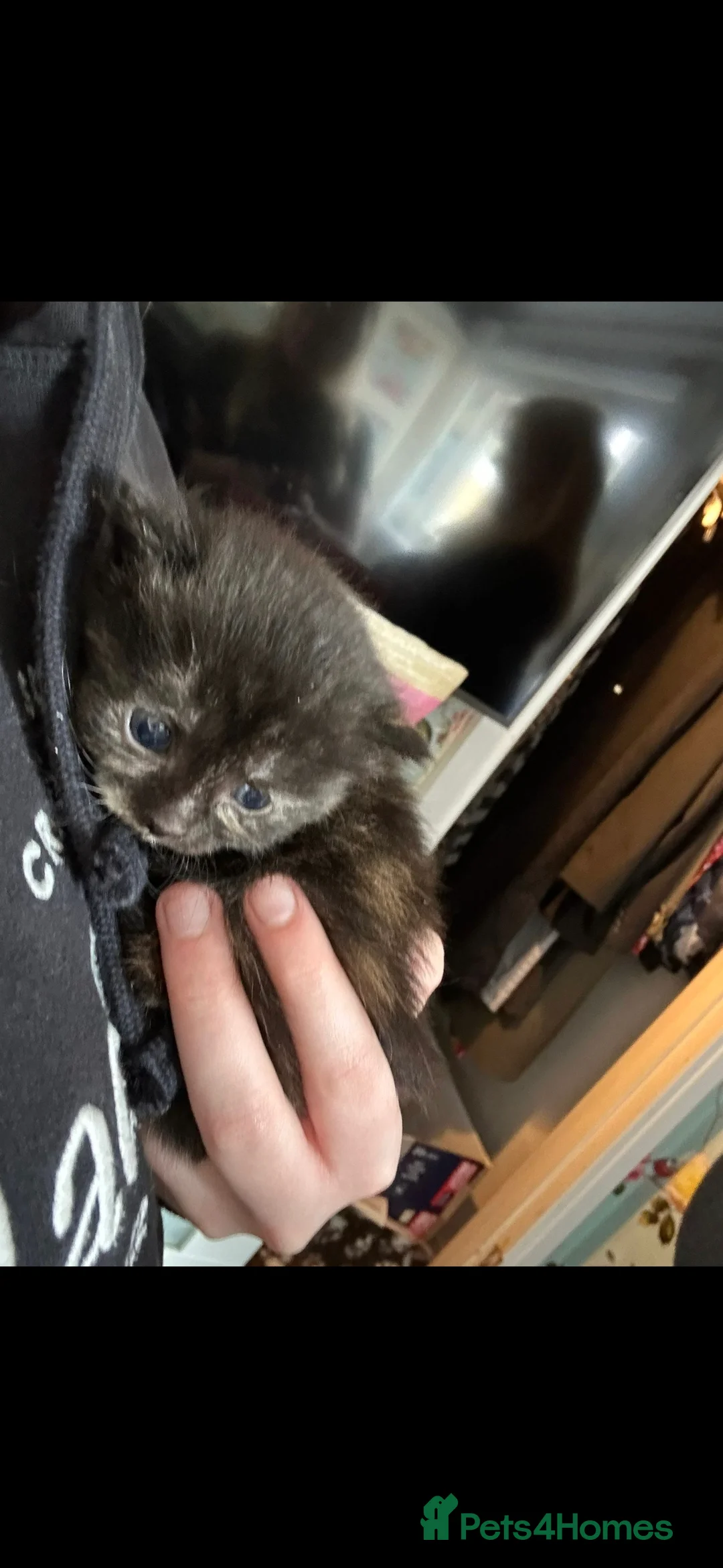 Mixed Breed cats for sale: Rag doll x mixed breed - Advert 2