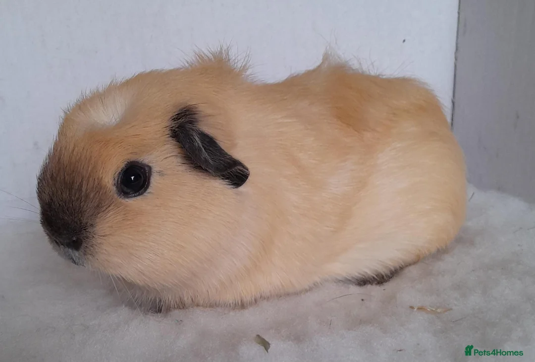 Guinea Pig rodents for sale: Crested Cream Californian Female Guinea Pig - Advert 2