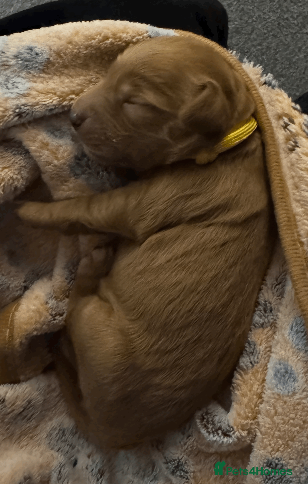 Cockapoo dogs for sale: Beautiful Fox Red Cockapoos - Advert 16