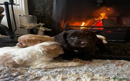 Cockapoo dogs for sale: Cockapoo Puppies Looking For 5* Homes  - Image 14